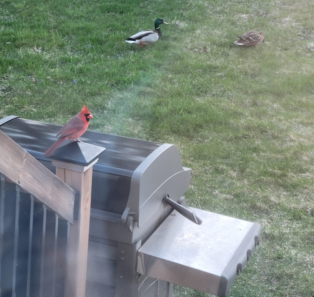 De beaux oiseaux